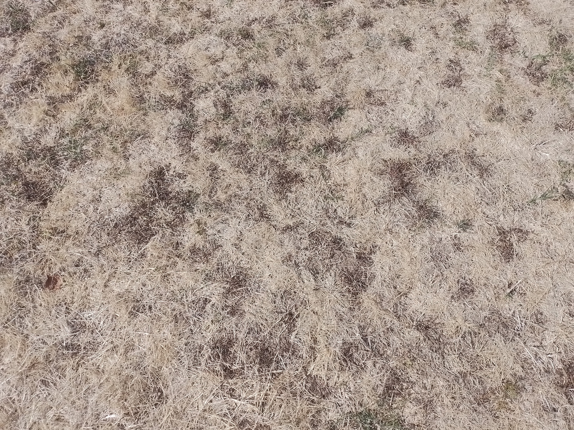 Prairie séche