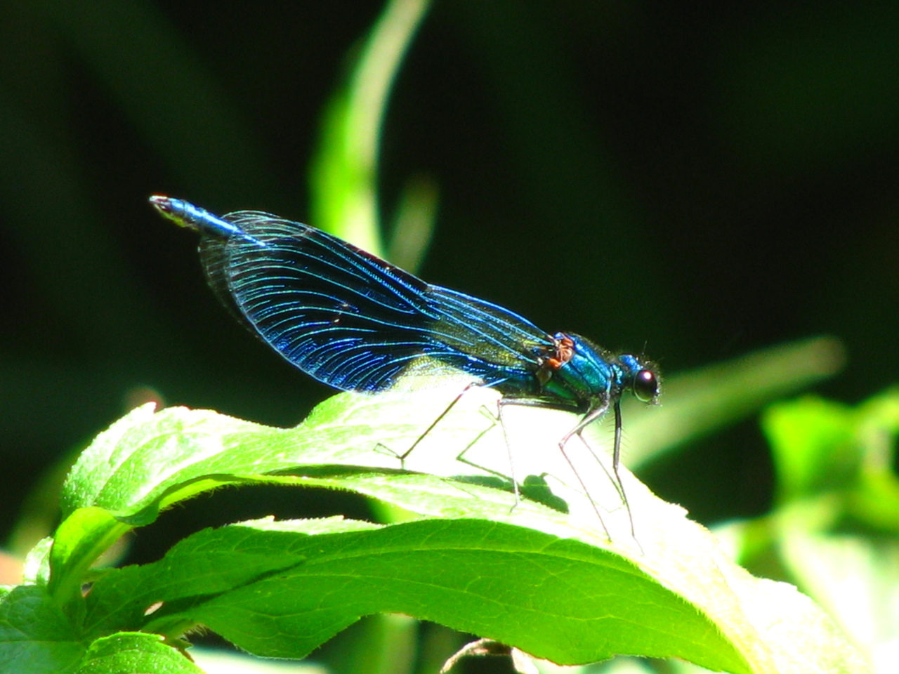 Caloptéryx splendide