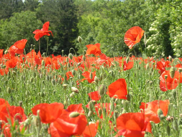 Champ de coquelicots