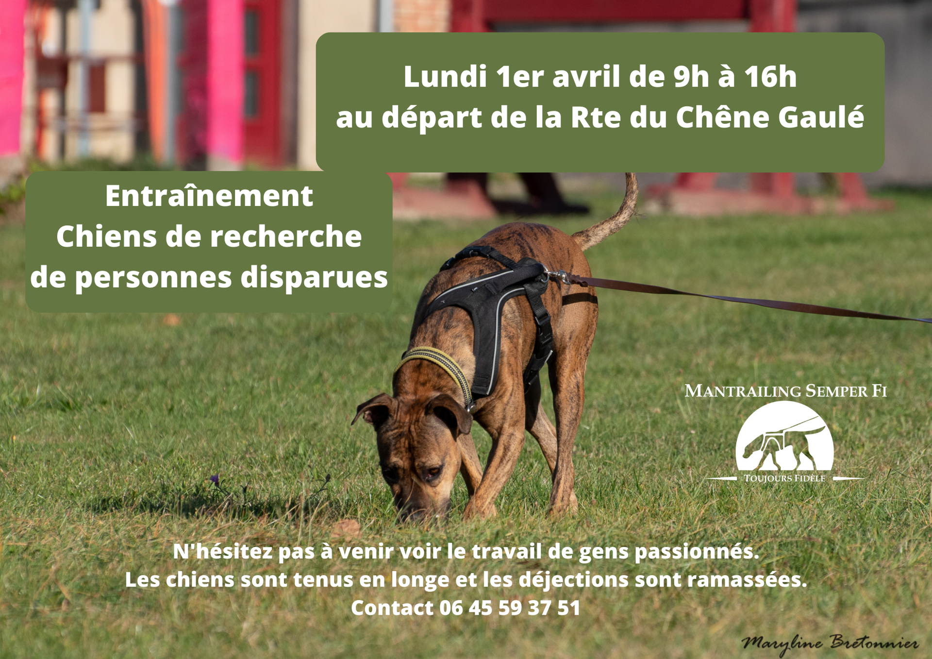 Entraînement de chiens de recherche