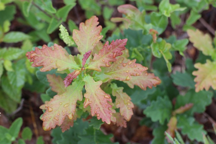 Feuilles de chêne