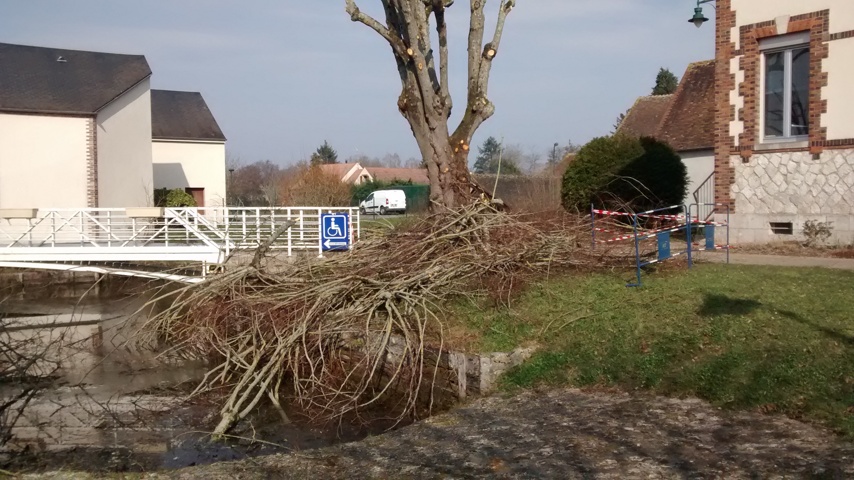 Élagage place de la mairie