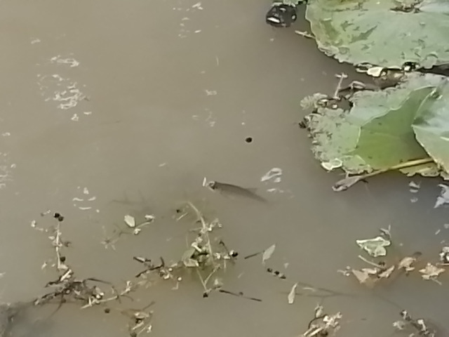 Les poissons apprécient !