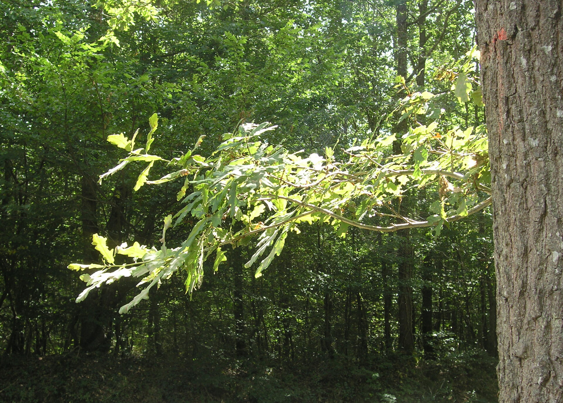 Branche ensoleillée