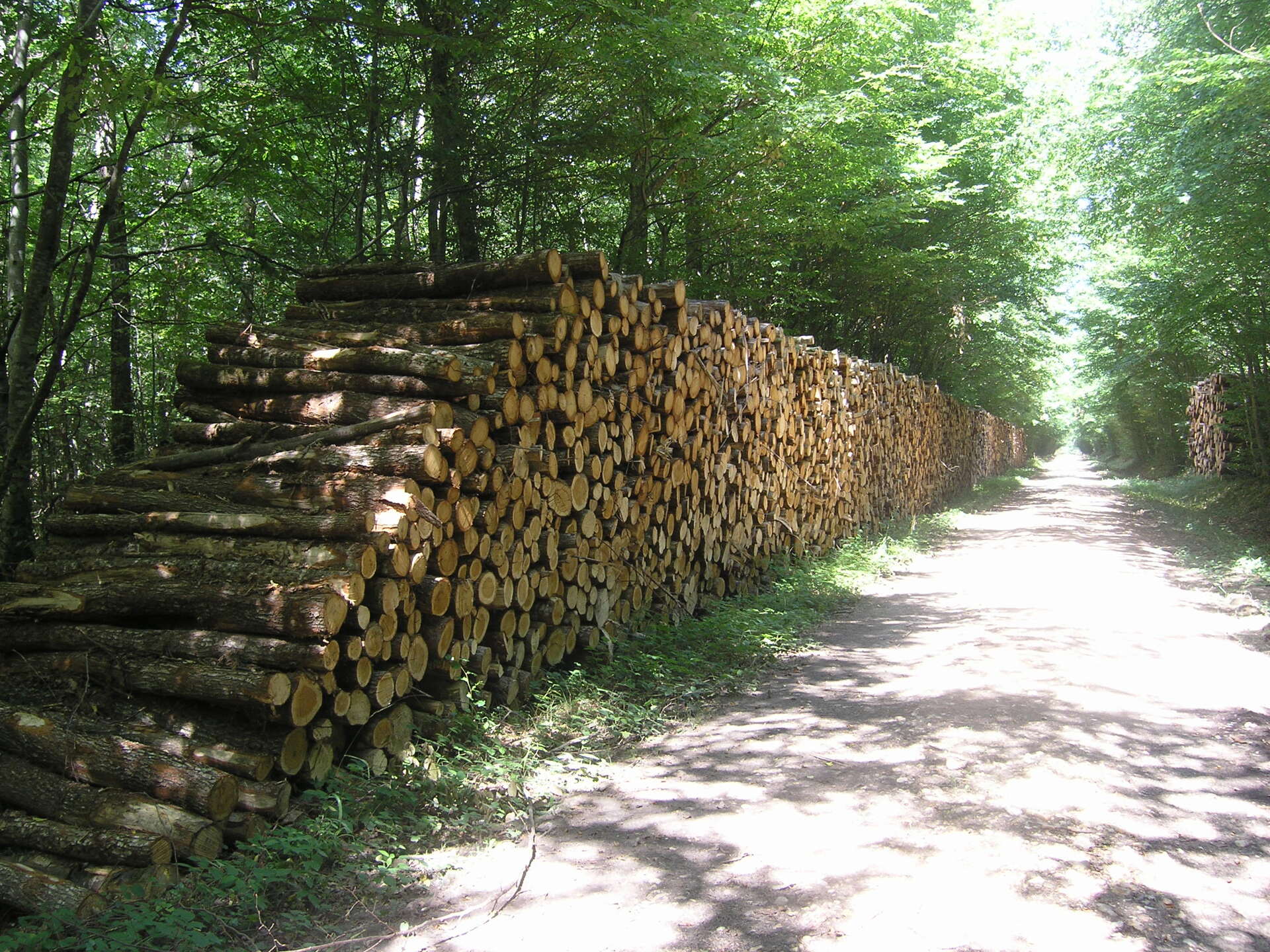Bois en forêt