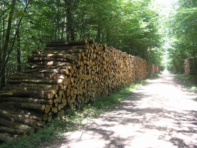 Bois en forêt de Paucourt