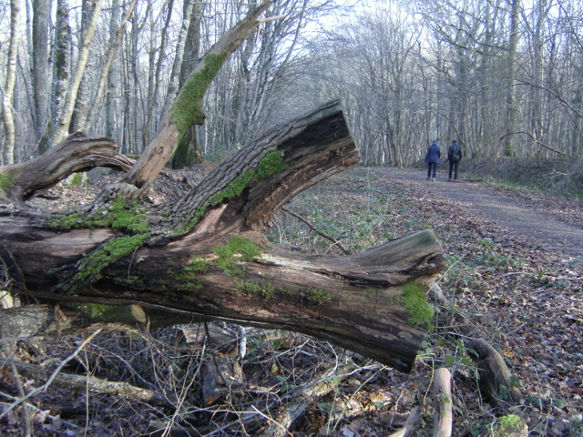 Promenade en forêt