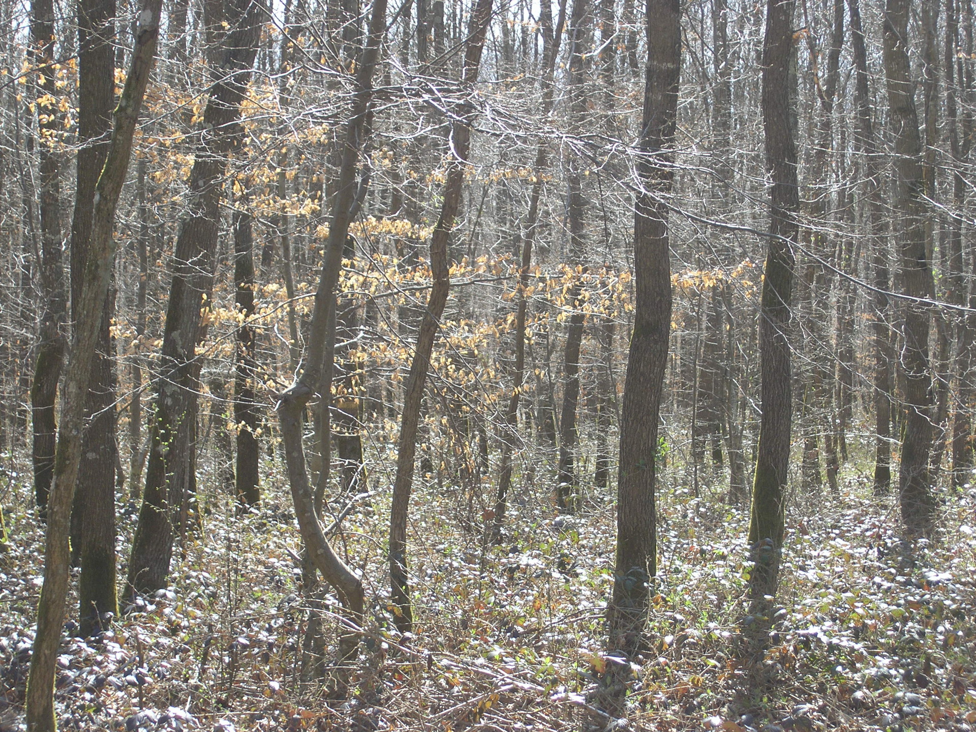 Promenade en sous bois