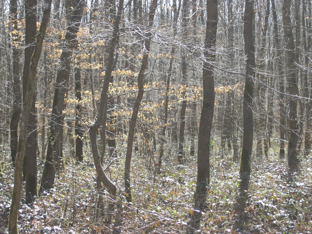 Promenade en sous bois