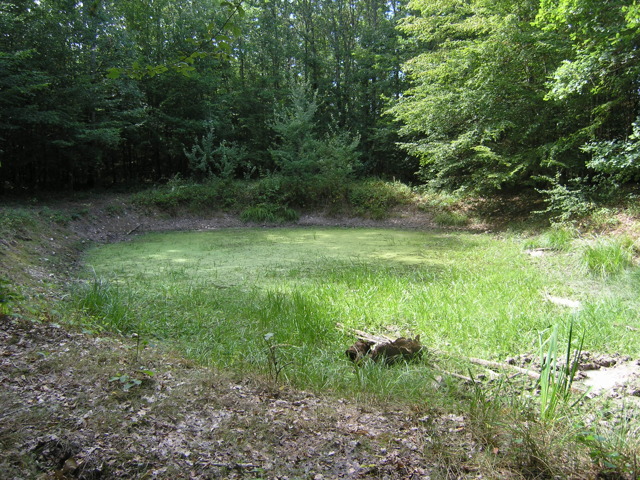 Marchais en forêt